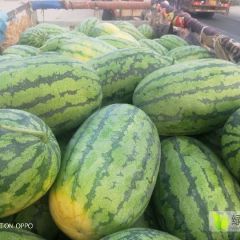 冠龙！新机遇，花长瓜！