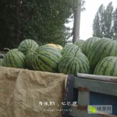 河南扶沟大量路天西瓜