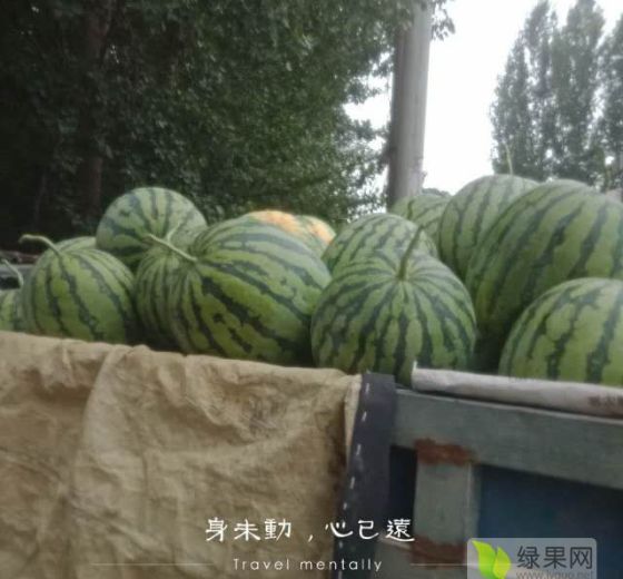 冠龙价格