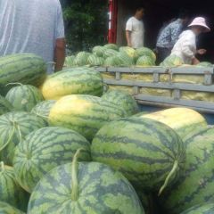 河南扶沟大量路天西瓜