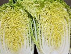河北定州玲珑黄白菜大量上市