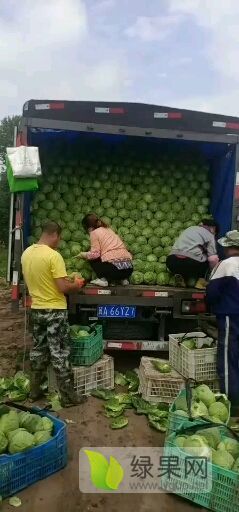 河北坝上优质甘蓝