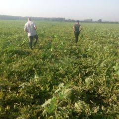 赤峰西瓜代办李杰；13847623936