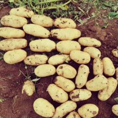 围场土豆，内蒙土豆即将上市