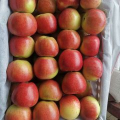 山西运城万荣嘎啦苹果陆续上市