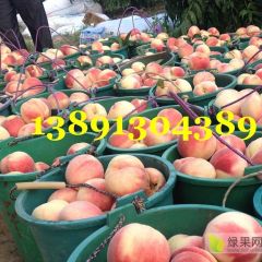 陕西阿布白毛桃基地，超越毛桃，秦王桃产地价格