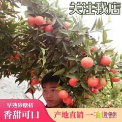 湖北宜昌柑橘 宜昌特早蜜桔 枝江早熟蜜橘