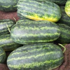 供应高品质虎皮西瓜——泰宝