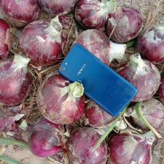 甘肃早熟红葱，紫葱，黄葱，陕西红大量供应