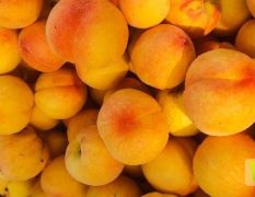 百万亩各种黄桃，毛桃直销产地