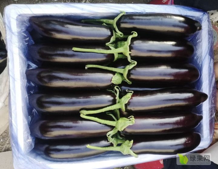 供应寿光茄子现货批发地头价格专业直供