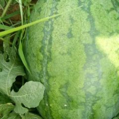 西瓜上市 全部是无公害绿色食品！！！