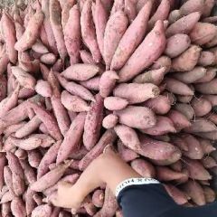 河南开封沙地红薯 西瓜红密薯 龙薯九号 六鳌密薯