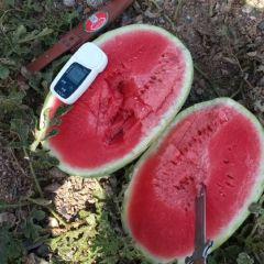 旱砂田西瓜上市了