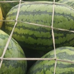 西瓜上市了有龙卷风，美都，冠龙