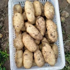 荷兰土豆大量上市