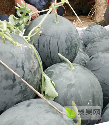 黑皮无籽价格