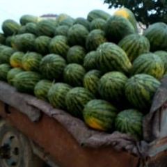 2020精品冠龙大量供应中