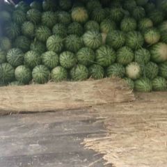 西农八号大量供应中