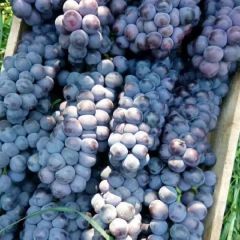 京鹰葡萄大量成熟！口感特甜！