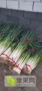 大葱大葱你好吗？