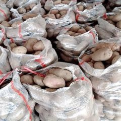 红皮黄心土豆，(青现以大量供货中，货源广，种植面积宽，价格