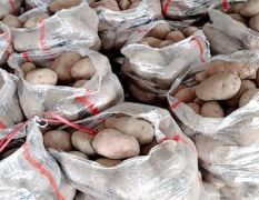 红皮黄心土豆，(青现以大量供货中，货源广，种植面积宽，价格