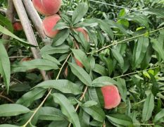 泗水县业强种植合作社优质桃
