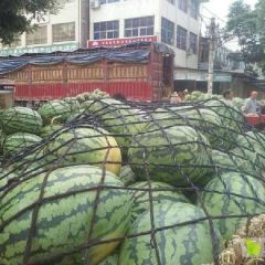 大河南春光62西瓜.冠龙西瓜，新机遇西瓜