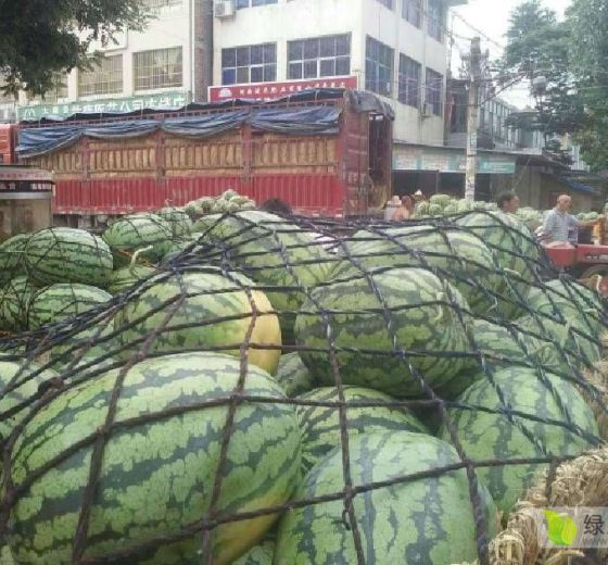 冠龙价格