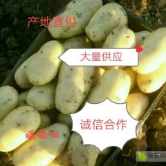 荷兰十五土豆226土豆