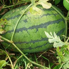 本人专业代购，代销西瓜，大白菜