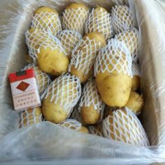 山东荷兰土豆大量上市