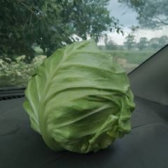 张北县好甘蓝上市了，颜色绿，手感软，需要的联系我！