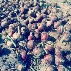 甘肃金川红皮洋葱600至650元