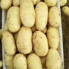 滕州冷库土豆大量供应