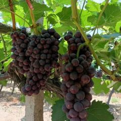 陕西夏黑葡萄价格夏黑葡萄基地直发