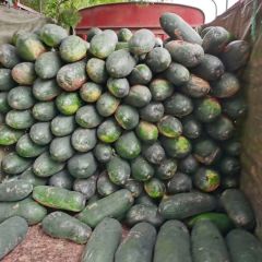 千吨优质黑皮冬瓜