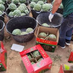 甘肃大棚无籽美都