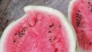 麒麟西瓜价格