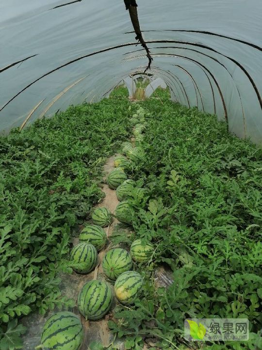 大棚麒麟西瓜713斤瓜皮薄无水心口感好