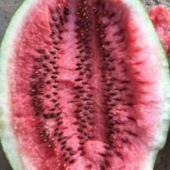 河南省尉氏县沙土西瓜，