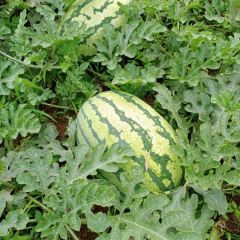 陕西省商洛市洛南县附近有大块西瓜地，欢迎采买！