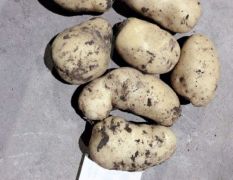 沈阳市荷兰土豆大量供应送到高速路口