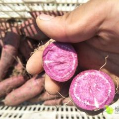 开封紫薯，长条，椭圆的薯型都有