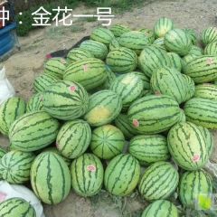 甘肃靖远旱砂田硒砂瓜上市