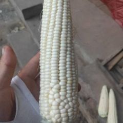 香甜可口的糯玉米上市了