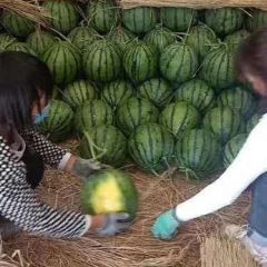 优质陆地西瓜大量上市