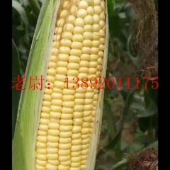 陕西三原县，优质水果玉米，糯玉米，甜玉米大量上市