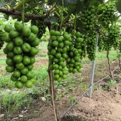 河南省沁阳市阳光玫瑰葡萄基地